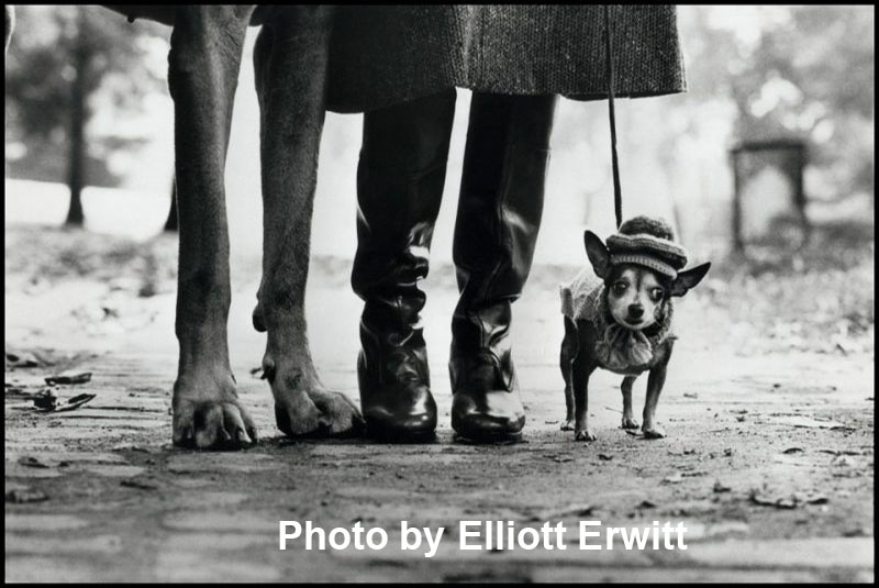 images4/elliotterwitt.jpg